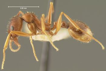 Media type: image;   Entomology 20613 Aspect: habitus lateral view